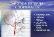 4. Arteria Carotida Externa
