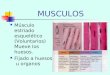 4. Musculos