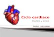 Ciclo cardiaco anatomia
