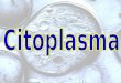 Citoplasma usp