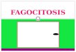 Proceso de la Fagocitosis