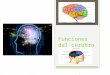 Funciones del cerebro