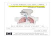 Apostila Anatomia - Sistema Respiratório