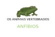 Anfíbios - Amphibia