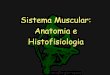 Anatomia e Histofisiologia Muscular