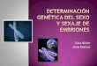 DETERMINACION GENETICA DEL SEXO Y SEXAJE DE EMBRIONES