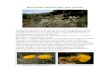Breve paseo botánico por pico gorrion