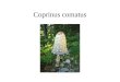 Coprinus comatus