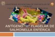 Antigeno H Flagelar Salmonella