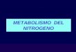 Metabolismo Nitrogenado