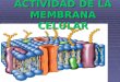 Actividad de La Membrana Celular