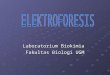Elektroforesis (Tekim)