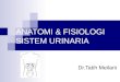 Anatomi Fisiologi Sistem Urin