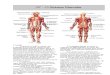 Apostila Sistema Muscular - Teoria