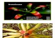 Bromeliaceae e Arecaceae