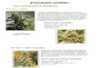 Descriptifs variétés weed
