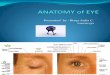 Anatomy Eye