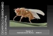 Desarrollo Embrionario de Drosophila