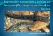 Explotación sostenible y cultivo de lamprea en Galicia