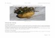 74076417 Manual de Cultivo de La Maca