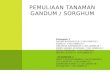 Presentasi No_3_3_Pemuliaan Tanaman Gandum Sorghum