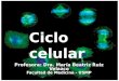 Nucleo Celular _ Ciclo Celular 2012 Io