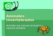 Animalesinvertebrados 3 blog