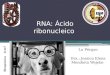 RNA:  ácido ribonucleico