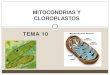 Tema 10. mitocondria y cloroplastos