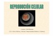 30 reproduccion celular