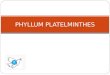 Phyllum platelminthes