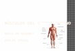 Músculos del cuerpo humano anatomia