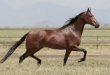 O Cavalo Mangalarga
