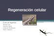 Regeneración celular