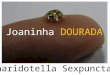 Joaninha Dourada - Charidotella Sexpunctata