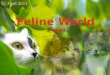 Feline world