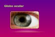 Globo ocular anatomia002