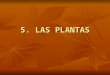 5. plantas