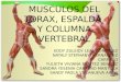 Musulos de columna espalda  y torax