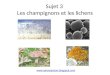 Les fongiques et les lichens