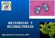Micobacterias Neisserias