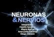 Neuronas y nervios