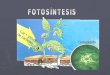 Biologia fotosintesis blog