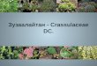 зузаалайтан   Crassulaceae dc