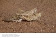 Desert Locust photos