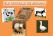 Animals de la granja