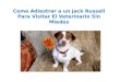 Como adiestrar a un jack russell para visitar el veterinario sin miedos