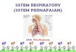 Sistem Respirasi (Sistem Pernafasan Manusia)