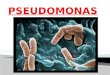 bacterias Pseudomonas