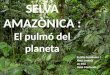 Selva amazònica